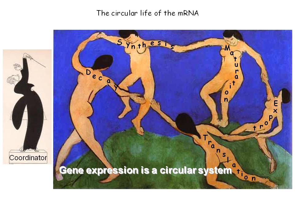 Gene Expression is a Circular